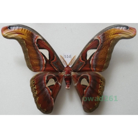 Attacus atlas Linnaeus, 1758 male ex. ovo Thailand 167mm51d